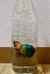 仙禽　かぶとむし